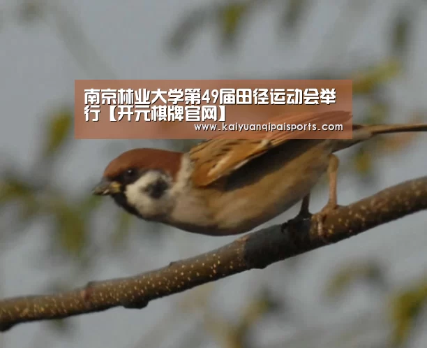 南京林业大学第49届田径运动会举行【开元棋牌官网】(图1) 开元棋牌直播